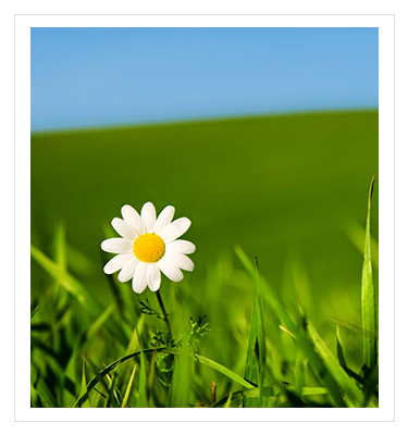 single daisy in a green field